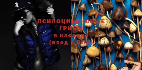 шишки Аркадак